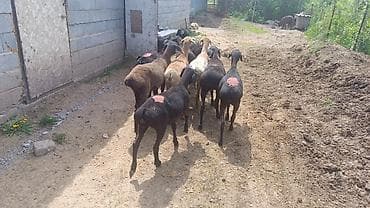 ит атаар: Сатам | Ургаачы кой (ургаачы) | Көбөйтүү үчүн | Токту — 2