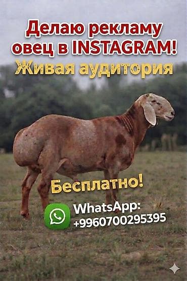 собаки токмок: 🐑 Бесплатная реклама овец !!! 📈 60К+ просмотров в месяц 🔥 Быстро — 2
