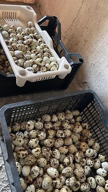 Бал: Перепелиные яйца в лотках - Натуральные перепелиные яйца, свежие, от — 1