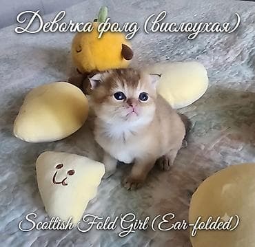 Продажа кошек: Скотиш Фолд (Шотландская вислоухая), 1 месяц, Девочка, Золотая шиншилла, Проглистована — 2