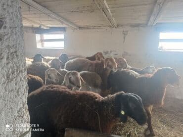 жылкы базар: Сатам | Ургаачы кой (ургаачы) | Көбөйтүү үчүн | Ургаачы — 2