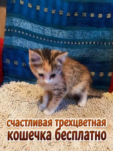 Котёнок трёхцветной окраски (черепаховый с белым). Короткая шерсть