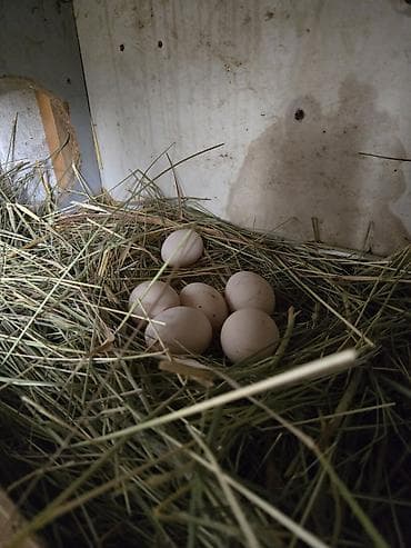 Продаю | Куры | Для разведения