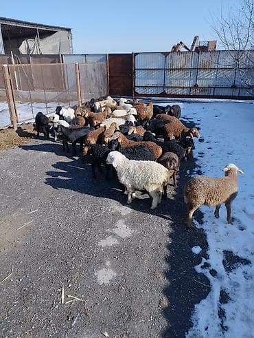 ячмень беловодск: Продаю двухмесячных ягнят только оптом — 2