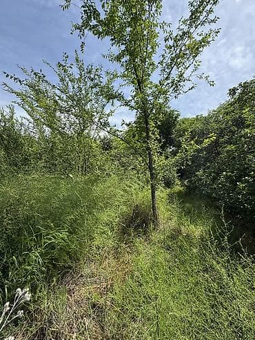 jalalabad flat: 16 соток, Красная книга, Тех паспорт — 5