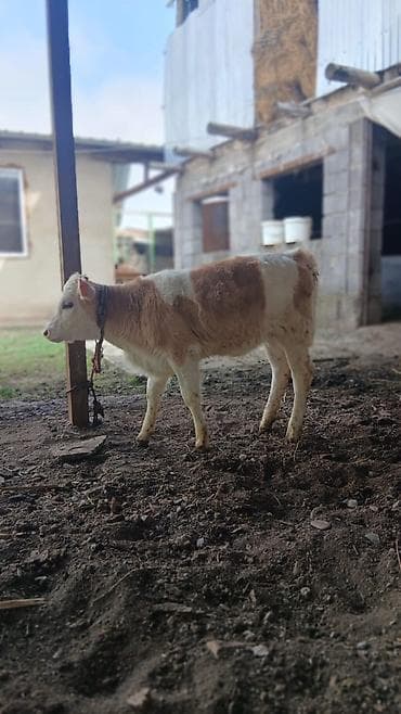 кошки милые: Продаю | Музоо, торпок | Для разведения | Привязанные — 4