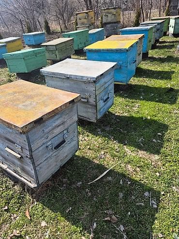 беде алам: Пчелопакеты с ульями — комплект 10 штук. - Тип ульев: дадан — 1