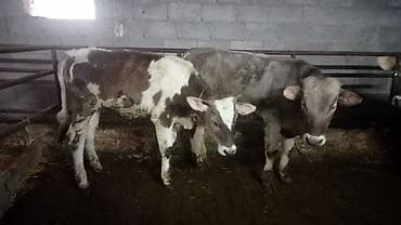 кунажын: Сатам | Уй (ургаачы), Бука (эркек), Кунаажын | Голштин, Алатоолук, Швиц | Союуга, Көбөйтүү үчүн, Бордоп семиртүү үчүн | Кысыр, Музоологондон кийин, Асыл тукумдуу — 5