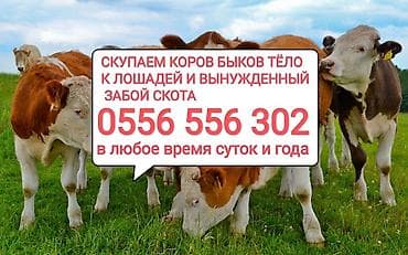 Колбасный цех : Коровы, быки, Лошади, кони, Другие с/х животные, | Круглосуточно, Любое состояние, Забитый