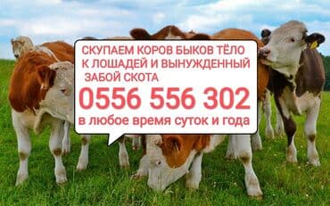 купить измельчитель травы и сена: Куплю | Лошади, кони, Коровы, быки, Другие с/х животные | Любое состояние, Круглосуточно, Забитый — 1