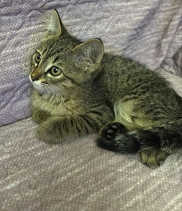 Животные: Пушистый котёнок с классическим тигровым (табби) окраcом. 🐾 Отдам — 5