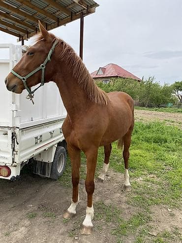 куплю конь: Продаю | Жеребец | Полукровка | Для разведения, Конный спорт — 2