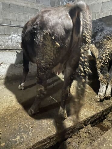 сколько стоит корова дойная: Продаю | Корова (самка) | Алатауская | Для разведения, Для молока | Племенные, Стельные — 4