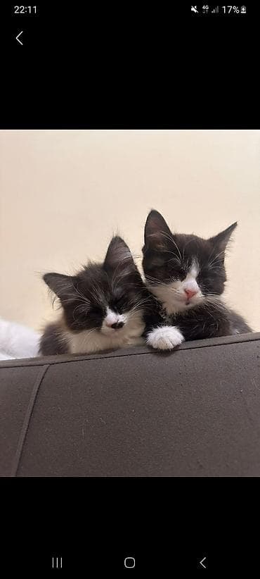 рыжие кошки: Кошка даром: Беспородная, 2 месяца, Девочка, Приучена к лотку — 1