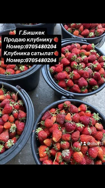 форель копченая бишкек: Тел — 1