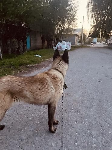 алабай собаки: Порода: бельгийская овчарка (малинуа) Описание: - Энергичная — 4