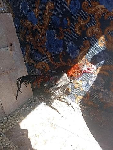 чу шамо: Продаю | Петух | Бойцовая | Для разведения — 4