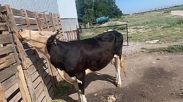 бельгийская корова: Продаю | Корова (самка) | Полукровка | На откорм | Привязанные — 1