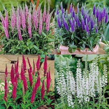 герань сколько стоит: Первые три фото---
Наперстянка.
300сом

Вероника 300сом — 9