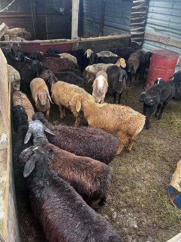 срочно в связи с переездом: Продаю | Баран (самец) | Для разведения | Кастрированные — 4