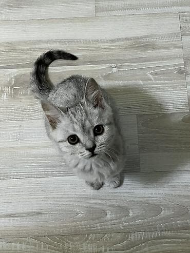 ласки: Скотиш Страйт (Шотландская прямоухая), 7 месяцев, Девочка, Серый, Приучена к лотку — 2