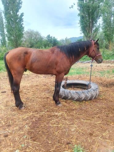 продаю породистых коров: Продаю | Конь (самец), Жеребец | Английская, Полукровка | Конный спорт, Для разведения, Рабочий | Племенные — 9