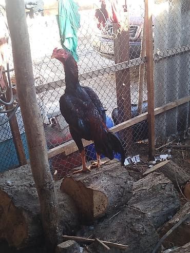 Кошки: Продаю | Петух | Бойцовая | Для разведения — 3