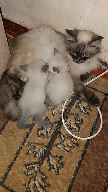 scottish fold: Породистые сиамские котята с окраском колор-пойнт. - Малыши с ярко — 2