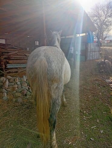 бее кобыла: Продаю | Кобыла (самка) | Полукровка | Рабочий — 2