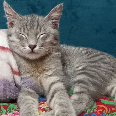 дом кошка: Кошка даром: Беспородная, 10 месяцев, Мальчик, Приучена к лотку — 3