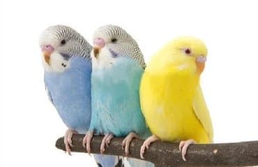 Рыбы: Волнистые попугайчики хорошо учатся говорить и приручаются к рукам — 1