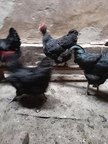 Куры, петухи: Продаю | Куры | Для разведения — 6