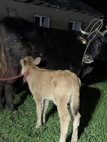 кормы для рыбы: Продаю | Корова (самка) | Для молока | Привязанные — 3