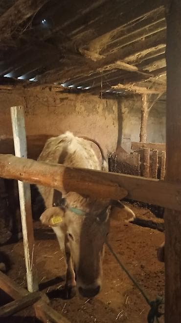 Услуги ветеринара: Продаю | Корова (самка) | Для молока | Привязанные — 4