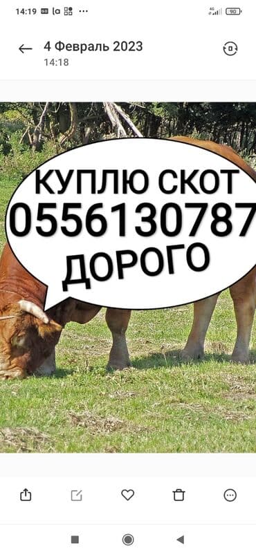 продам бу оборудование для птицефабрики: Сатып алам | Жылкылар, аттар, Уйлар, букалар | Күнү-түнү, Бардык шартта, Союлган — 1