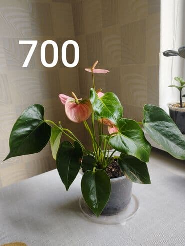 антуриум бишкек: Антуриум,светлое место,любит увлажнение,опрыскивать,не допускать — 2