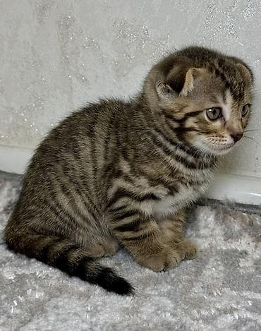 шатландские кошки: Шотландские вислоухие котята в полосатом окрасе табби - Порода — 9