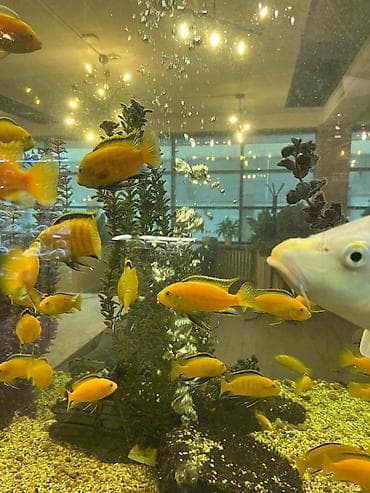 попуга: Аквариумные рыбы — яркие цихлиды (Malawi/Мбуна) и попугай-парарот — 10