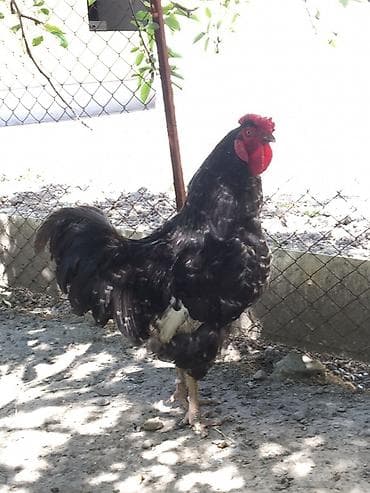 яйца гусинные: Продаю | Петух | Домашняя | Для разведения — 1