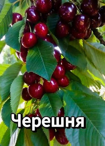 трендовый виноград: Черешня Оптом — 3