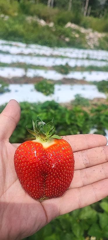 требуется сокулук: Разнорабочий нужны для сада огород. з. +жилье +питание. Сокулук — 4