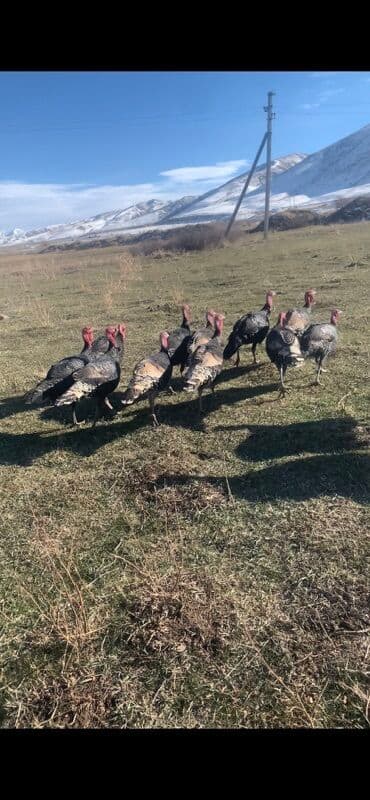 продаю индюк: Продаю | Индюк (самец) | Черный принц | Для разведения | Племенные — 1