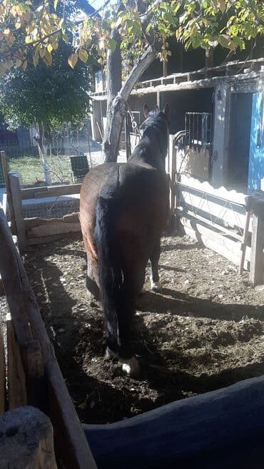 Аквариумы: Продаю | Жеребец | Для разведения | Племенные — 5