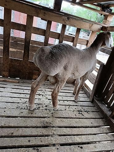 кролики белый великан: Продаю | Ягненок | Арашан | Для разведения — 5