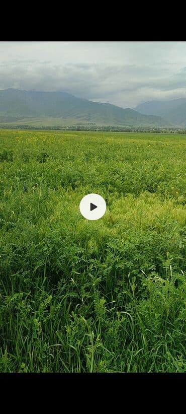 Земельные участки: 5000 соток, Для сельского хозяйства — 1