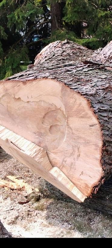 талас терек: Спил Дерево Тал, Бак, Жаңгак акацса Дуб Орехи терек карагач Отун — 4