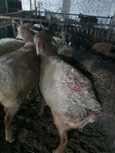 Куры, петухи: Продаю | Овца (самка) | Для разведения | Ярка — 2