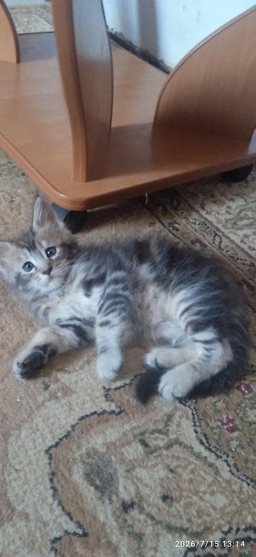 Животные: В честь каникул — распродажа! Чистокровные котята Мейн-Кун ❤️. В — 2