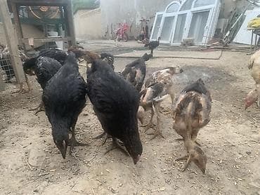 шамо тоок: Продаю | Куры | Для разведения — 3