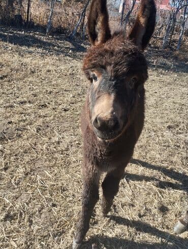куплю недорого щенка немецкой овчарки: Эшек сатылат эне баласы,,,бооз Токмокто обмен кой эчки музоо малга — 3
